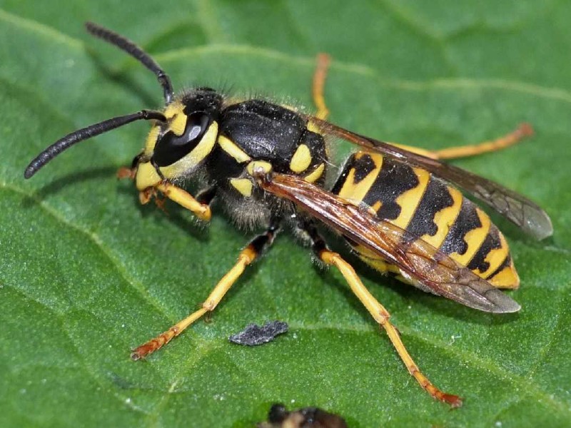 vespula_vulgaris.jpg