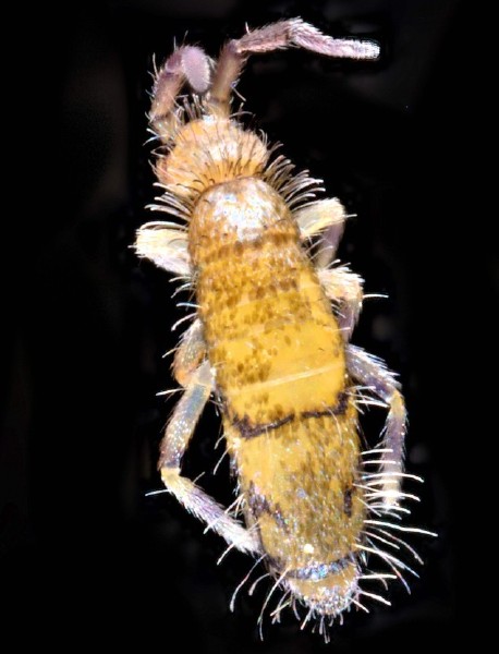 willowsia__nigromaculata_dorsal.jpg