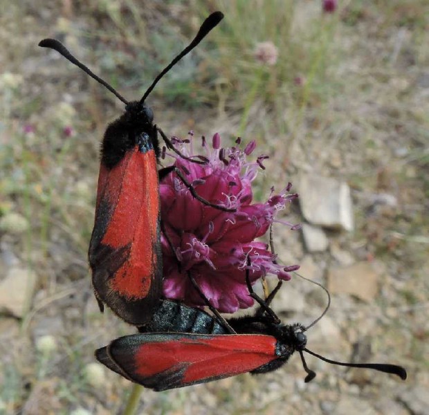 zygaena_erythrus.jpg