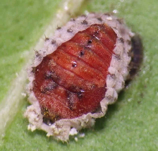 10_rodolia_cardinalis_nymphe.jpg
