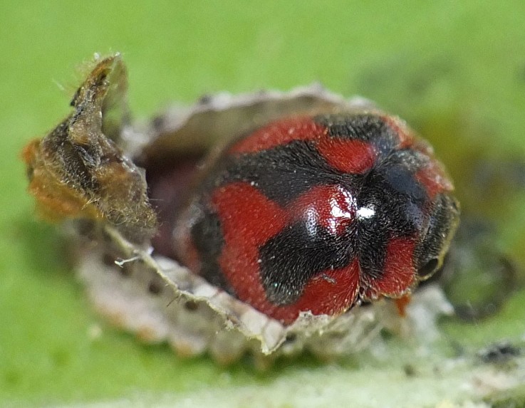11_rodolia_cardinalis_emergence.jpg