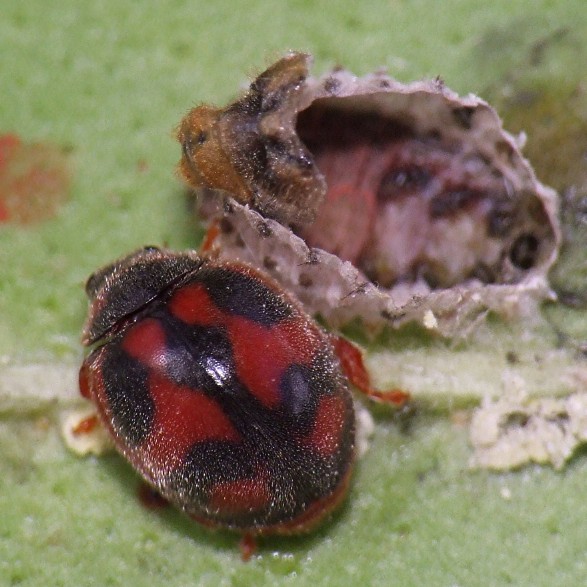 12_rodolia_cardinalis_emergence.jpg