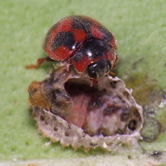 13_rodolia_cardinalis_emergence.jpg