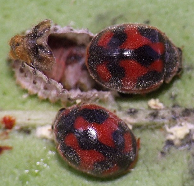 14_rodolia_cardinalis_emergence.jpg
