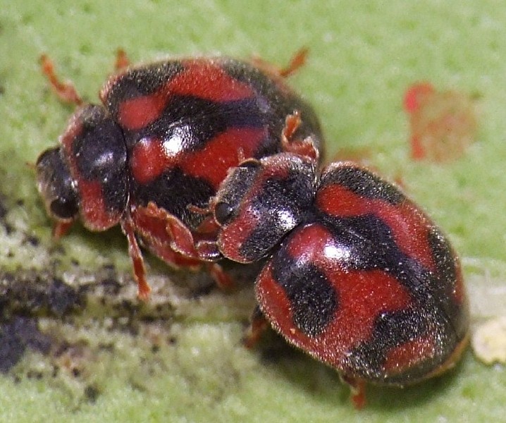 15_rodolia_cardinalis_emergence.jpg