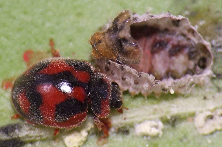 16_rodolia_cardinalis_emergence.jpg