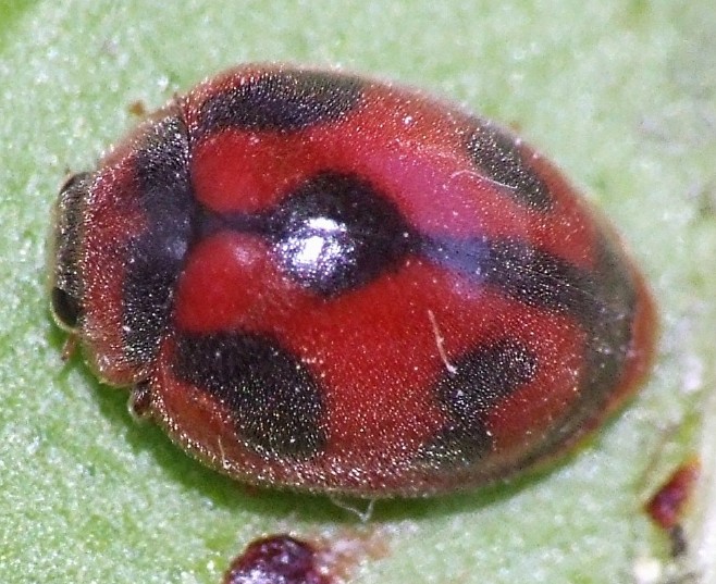 17_rodolia_cardinalis_emergence.jpg