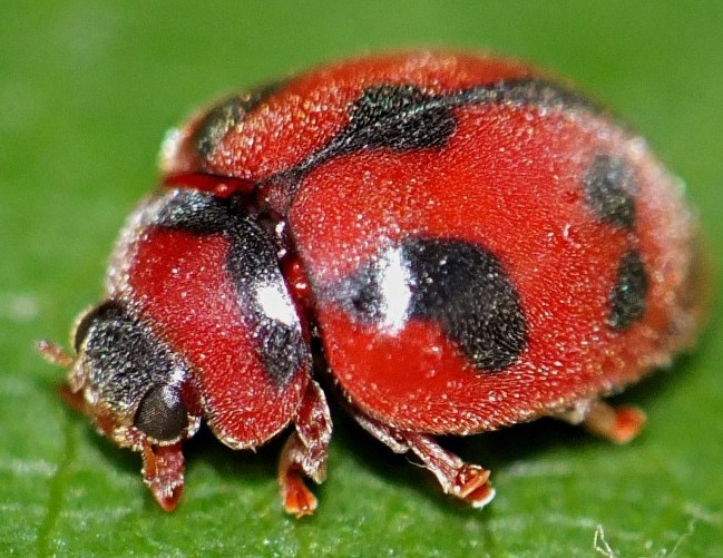 18_rodolia_cardinalis.jpg