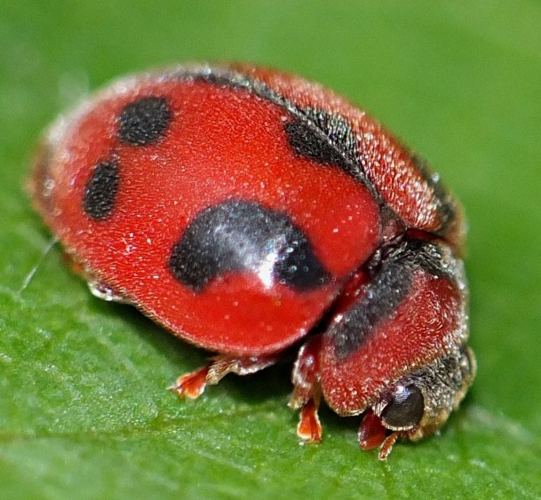 19_rodolia_cardinalis.jpg