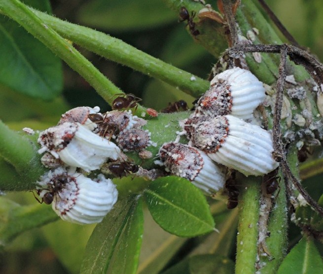 1_coccidae_margarodidae_icerya_purchasi.jpg
