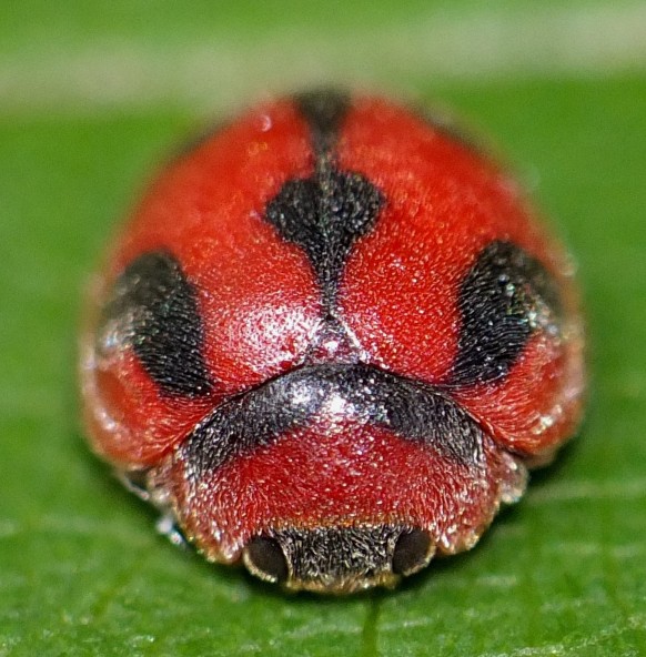 20_rodolia_cardinalis.jpg