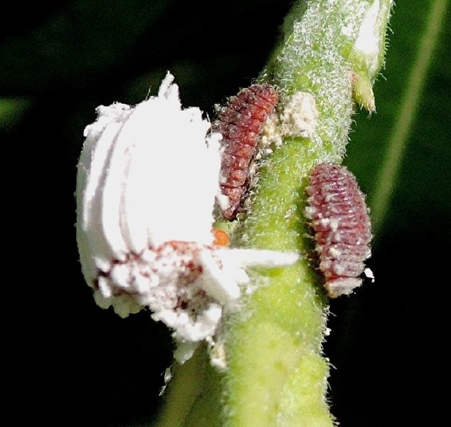 4_rodolia_cardinalis__larve_devorant_des_cochenilles.jpg