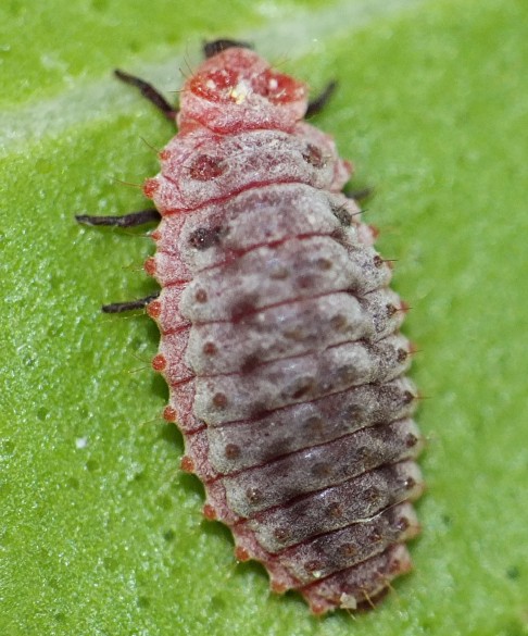 5_rodolia_cardinalis_larve.jpg