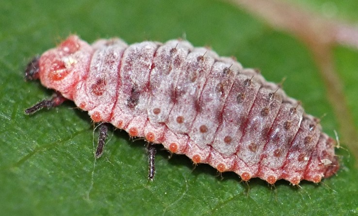 6_rodolia_cardinalis_larve.jpg