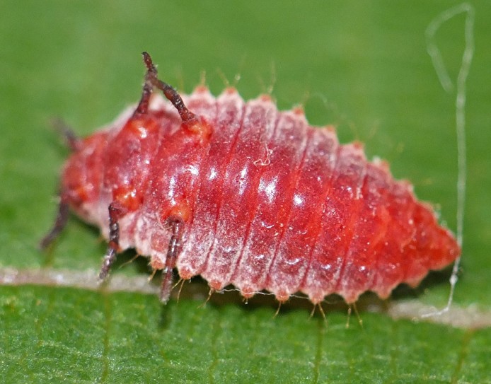7_rodolia_cardinalis_larve.jpg