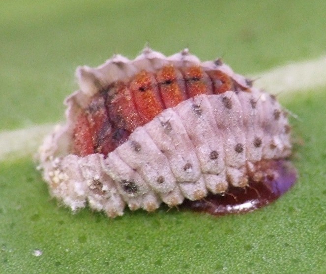 8_rodolia_cardinalis_nymphe.jpg