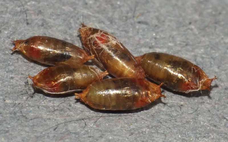 27_drosophila_suzukii_pupes_3.jpg