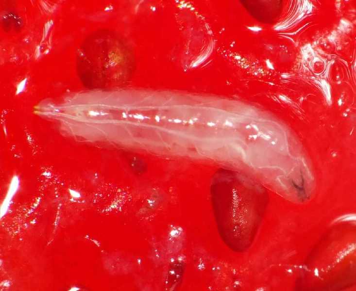 4_drosophila_suzukii_larve_fraise_3.jpg