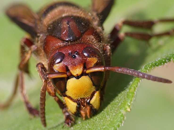vespa_crabro_face_1.jpg