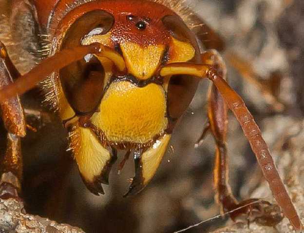 vespa_crabro_face_3.jpg