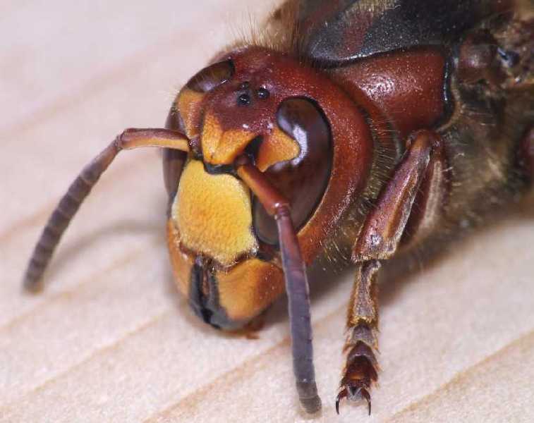 vespa_crabro_face_5.jpg
