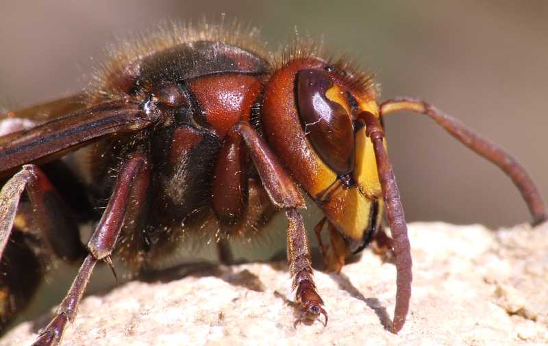 vespa_crabro_profil.jpg
