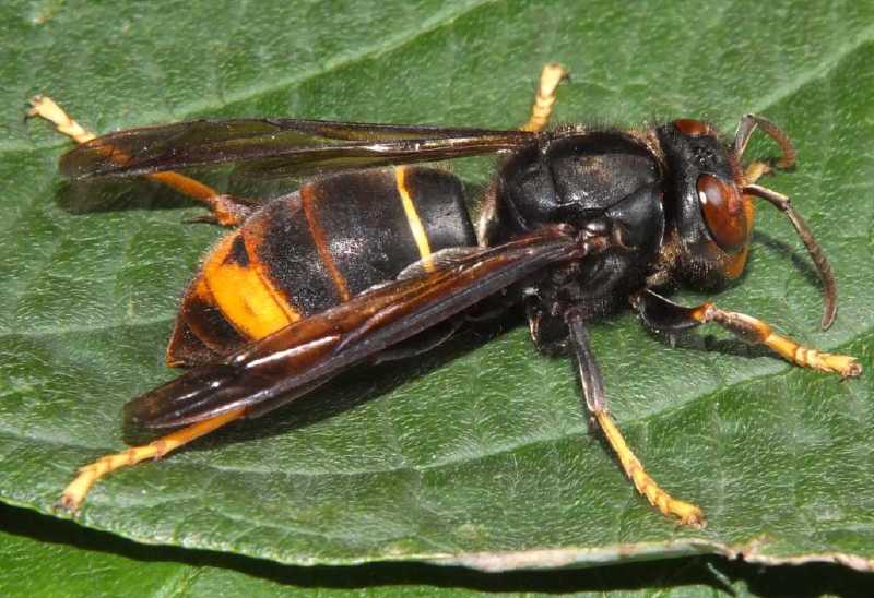 vespa_velutina_2.jpg