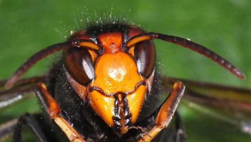 vespa_velutina_face.jpg