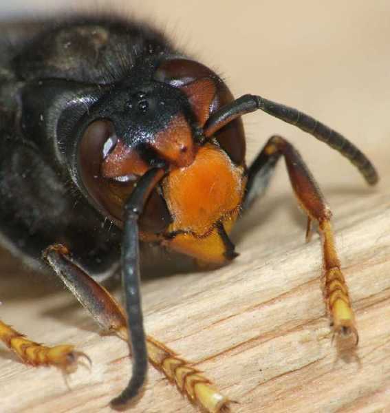 vespa_velutina_face_4.jpg