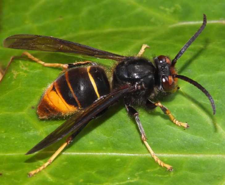 vespa_velutina_femelle.jpg