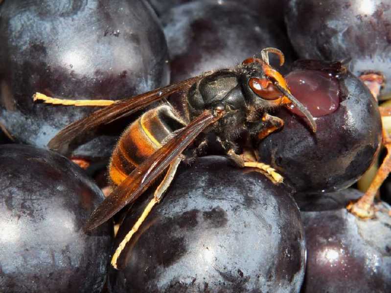 vespa_velutina_fruits.jpg