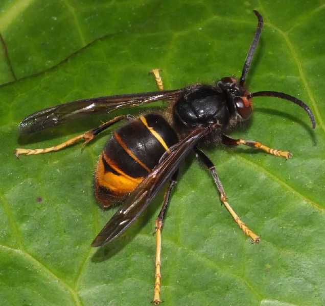 vespa_velutina_male.jpg