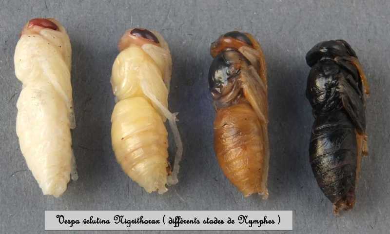 vespa_velutina_nymphes.jpg