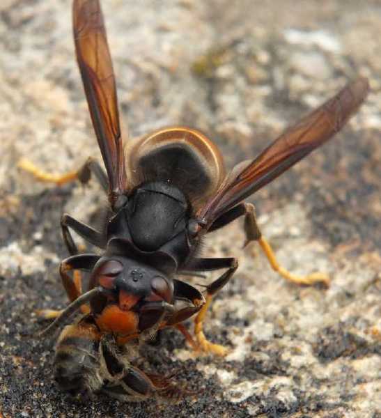 vespa_velutina_predation_abeille_2.jpg