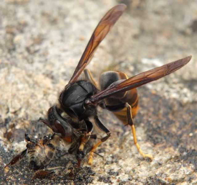vespa_velutina_predation_abeille_3.jpg