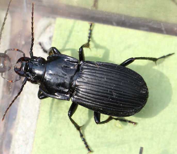 abax_paralellepipedus.jpg