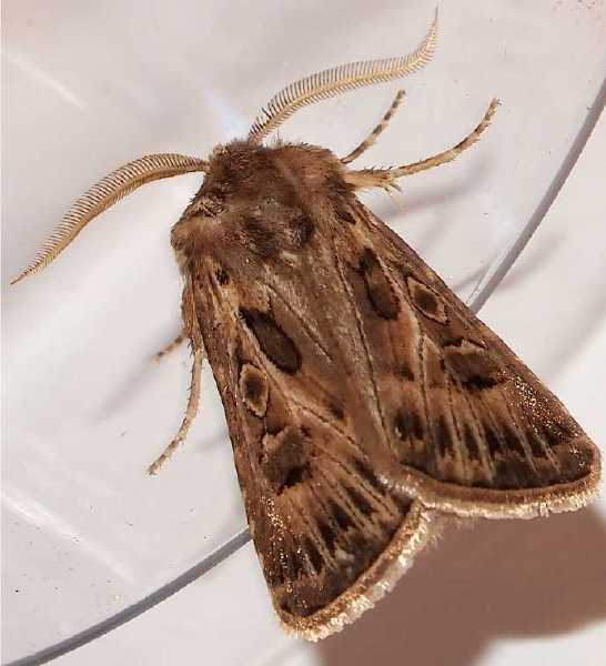agrotis_obesa_male.jpg