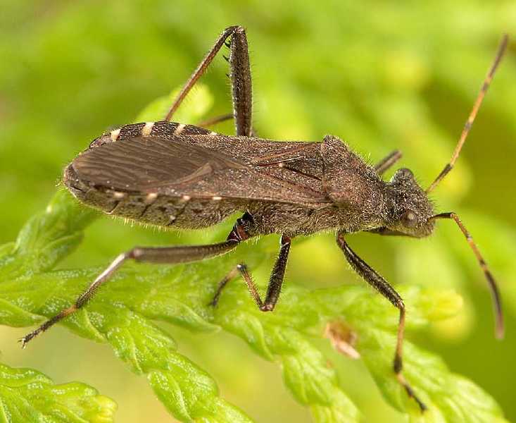 alydus_calacaratus.jpg
