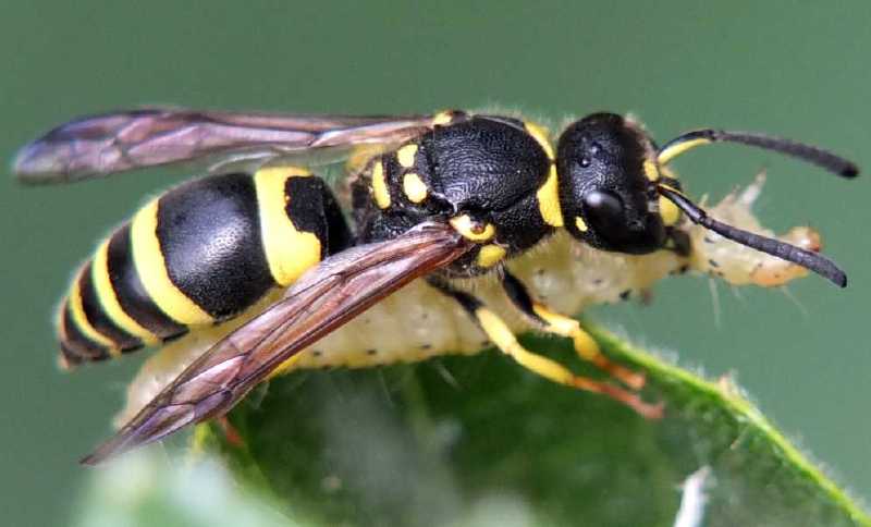 ancistrocerus_gazella_chenille_choreutis.jpg