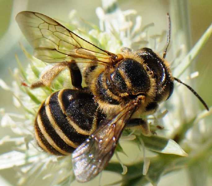 andrena_variabilis_femelle.jpg
