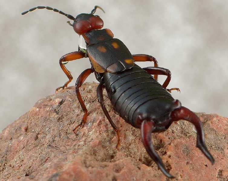 anechura_bipunctata_male.jpg