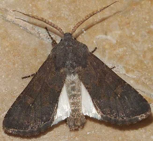 aporophyla_lueneburgensis_male.jpg