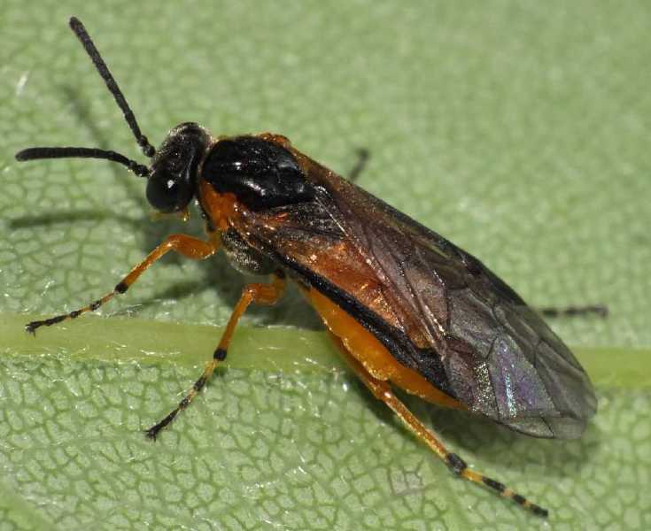 athalia_cordata.jpg