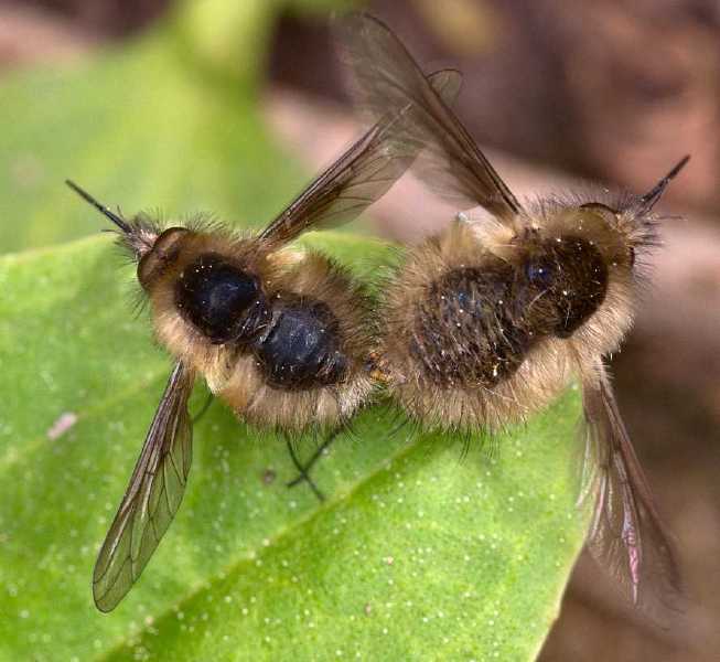 bombylius_canescens_copula.jpg