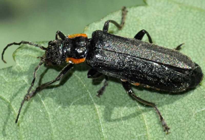 cantharis_obscura.jpg