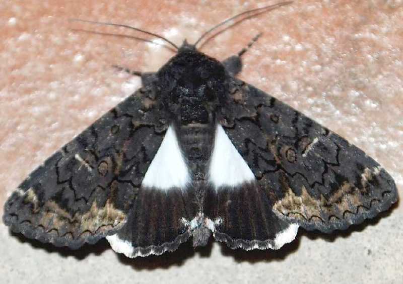 catephia_alchymista.jpg
