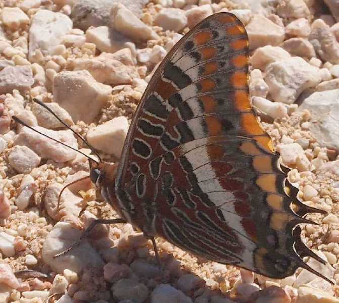 charaxes_jasius.jpg