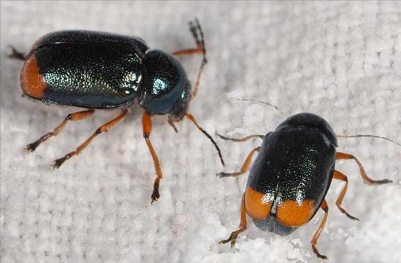 cryptocephalus_schaefferi_femelle.jpg