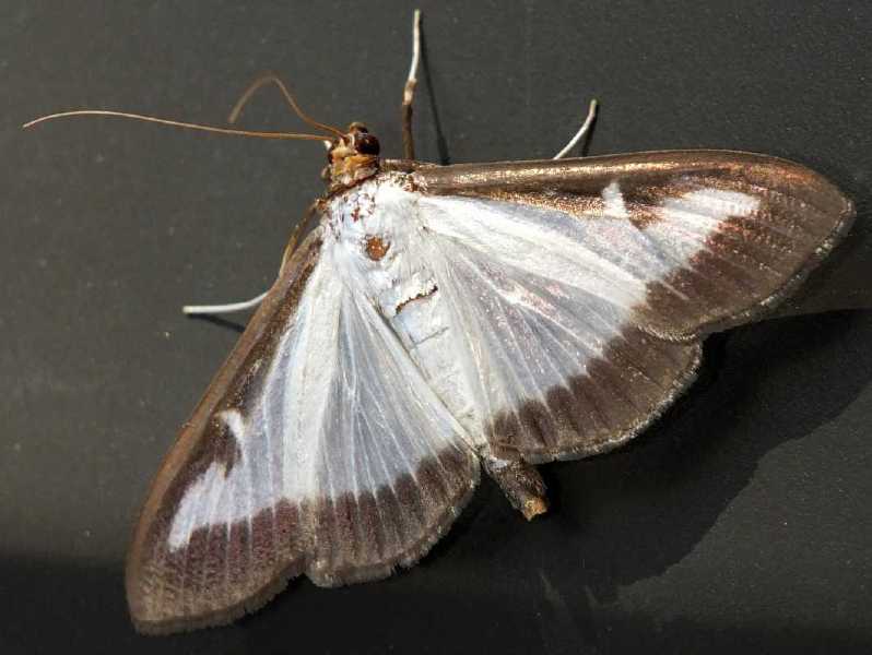 cydalima_perspectalis_2.jpg