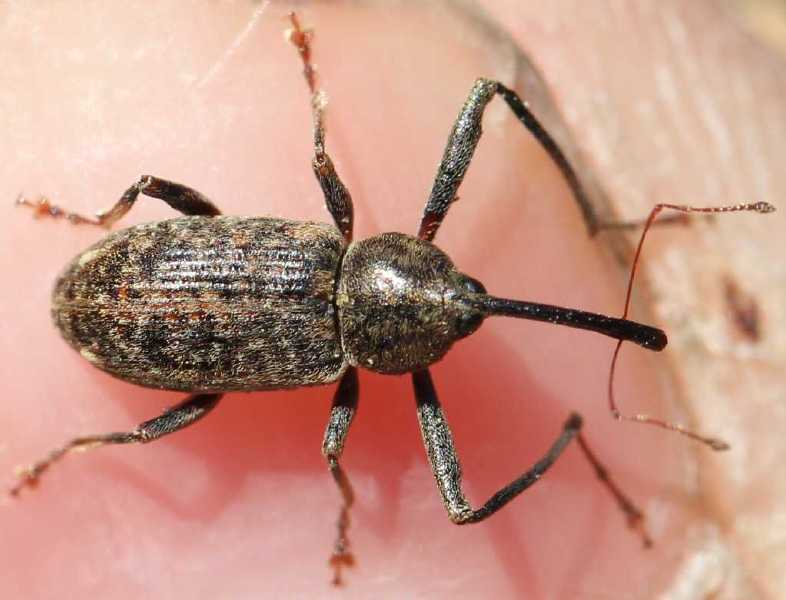 dorytomus_longimanus_male.jpg